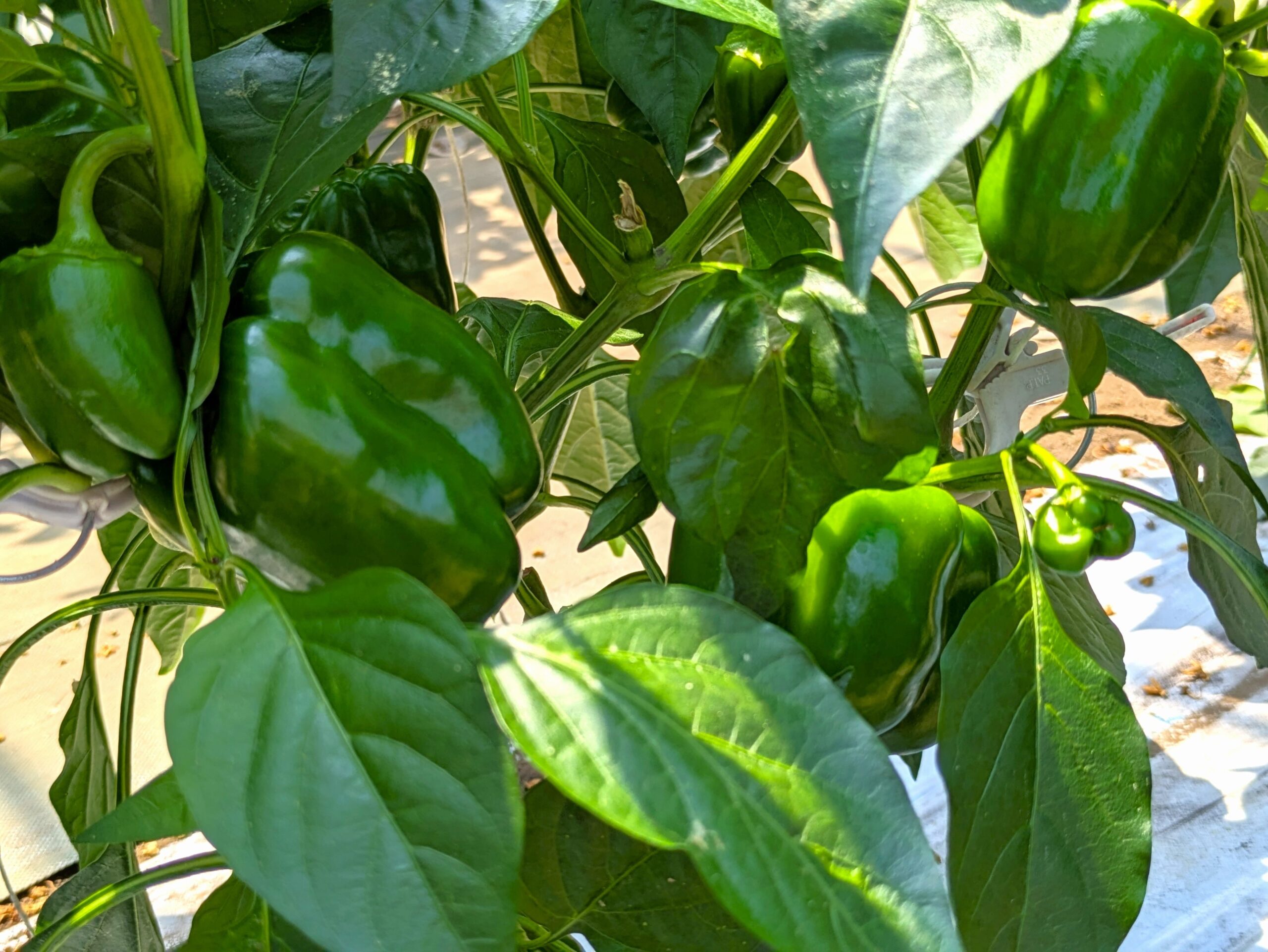 宙炭で野菜の収量1.4倍に｜名大発スタートアップTOWINGが広げる環境負荷低減農業